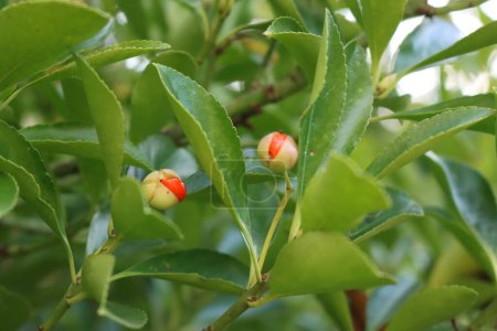 Téléchargez les photos : Broche japonaise à feuilles persistantes avec petits fruits orange sur la branche. Euonymus Japonicus - en image libre de droit