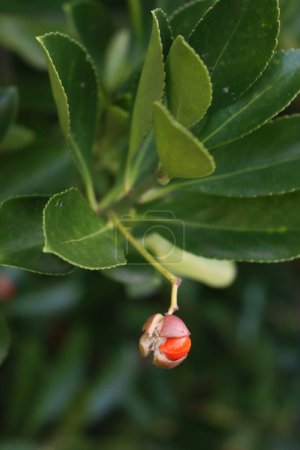 Téléchargez les photos : Broche japonaise à feuilles persistantes avec petits fruits orange sur la branche. Euonymus Japonicus - en image libre de droit