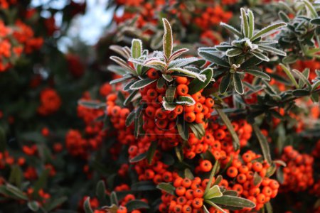 Nahaufnahme von Pyracantha oder Feuerdornhecke, die im Winter mit Frost bedeckt ist. Feuerdorn mit roten Beeren und Frost im Garten