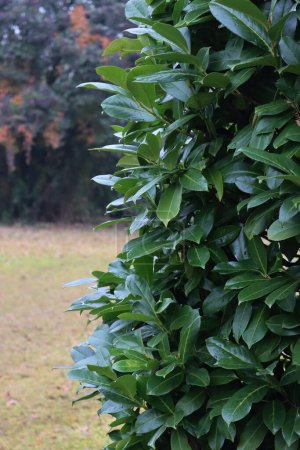 Foto de Cobertura de laurel de cerezo perenne en el jardín. Detalle del arbusto de Prunus laurocerasus - Imagen libre de derechos
