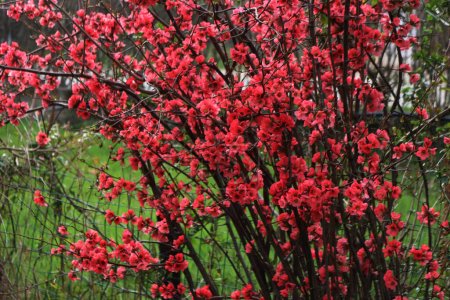 Foto de Arbusto de Cydonia o Chaenomeles japonica con flores rojas. Arbusto de membrillo japonés en flor en primavera - Imagen libre de derechos