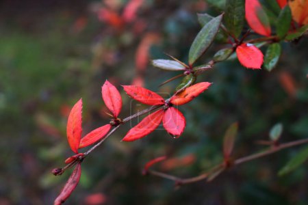 Téléchargez les photos : Berberis julianae avec des feuilles rouges. L'épine-vinette d'hiver en hiver - en image libre de droit