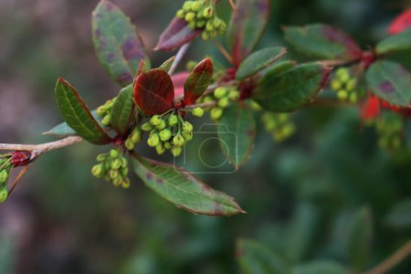 Téléchargez les photos : Gros plan de Berberis julianae avec des feuilles rouges et vertes et des fleurs jaunes. L'épine-vinette en fleur - en image libre de droit