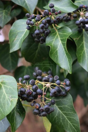 Close-up of green fresh Common Ivy leaves and dark purple berries on plant. Hedera helix