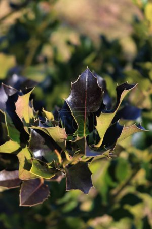 Close-up Holly bush with disease in the garden. Ilex cornuta bush with black spots on leaves