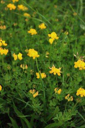 Photo for Yellow wildflower also called Bird's-foot Trefoil in the meadow. Lotus corniculatus plant in bloom on a sunny day - Royalty Free Image