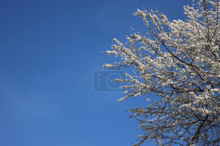 Prunus spinosa in bloom on springtime. Blackthorn tree with beautiful white flowers