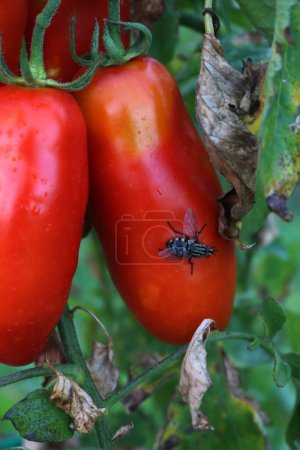 Long ripe red tomatoes with black fly insect in the vegetable garden. Solanum lycopersicum with Calliphora vomitoria insect