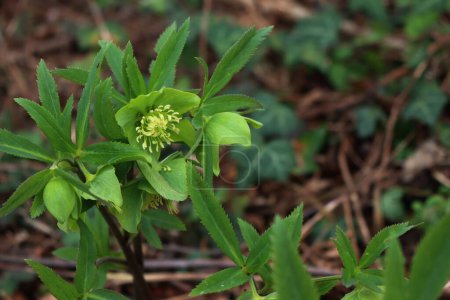 Hellebore o la rosa de Navidad en el bosque. Helleborus viridis planta en flor con flores verdes