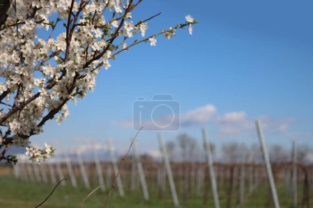 Primer plano de las ramas de Blackthorn con flores blancas cerca de Vineyard en el campo italiano. Vitis vinifera y Prunus spinosa a principios de primavera