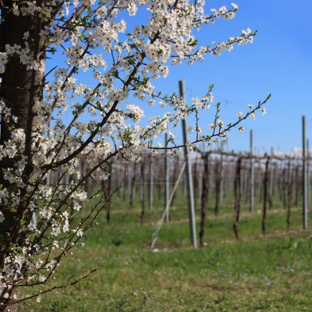 Blackthorn árbol con hermosas flores blancas cerca de Viñedo en el campo italiano. Vitis vinifera y Prunus spinosa a principios de primavera