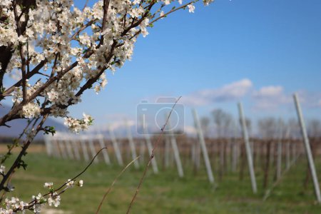 Primer plano de las ramas de Blackthorn con flores blancas cerca de Vineyard en el campo italiano. Vitis vinifera y Prunus spinosa a principios de primavera