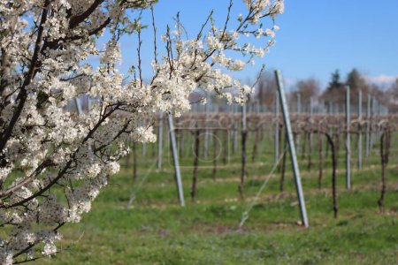 Nahaufnahme von Schlehen-Zweigen mit weißen Blüten in der Nähe von Vineyard in der italienischen Landschaft. Vitis vinifera und Prunus spinosa im zeitigen Frühling
