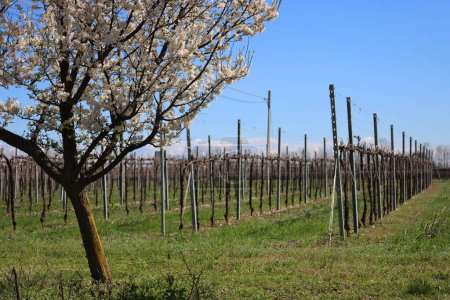 Blackthorn árbol con hermosas flores blancas cerca de Viñedo en el campo italiano. Vitis vinifera y Prunus spinosa a principios de primavera
