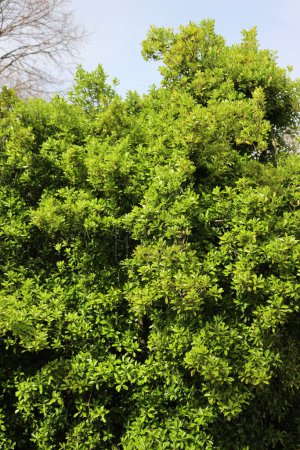 Téléchargez les photos : Euonymus japonica buisson aux feuilles jaunes et vertes. Plante à feuilles persistantes appelée arbre à broches japonais - en image libre de droit