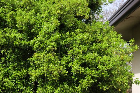  Euonymus japonica Busch mit gelben und grünen Blättern. Immergrüne Pflanze namens Japanischer Spindelbaum