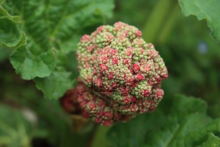 Nahaufnahme von rotem Rhabarber mit großer Blüte im Gemüsegarten. Rheumatischer Rhabarber