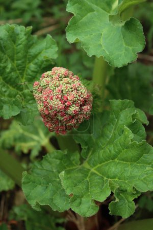 Nahaufnahme von rotem Rhabarber mit großer Blüte im Gemüsegarten. Rheumatischer Rhabarber