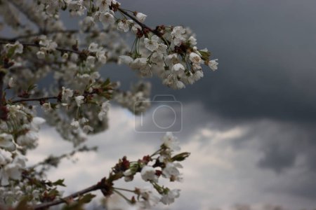 Close-up of Cherry branches with white flowers against stormy sky. Prunus avium