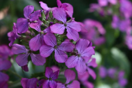 Close-up of pink flowers of Lunaria annua plant in the garden. Also called Silver dollar, Dollar plant, moonwort or Honesty 