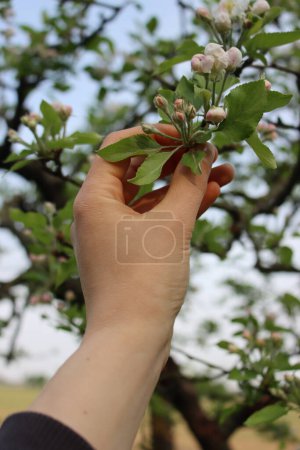 Farmers hand holding Apple branch with beautiful white blossoms and flowers. Springtime in the orchard