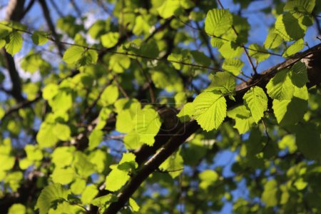 Haselnussbaum mit frischen neuen Blättern vor blauem Himmel. Corylus avellana Baum auf Springitme