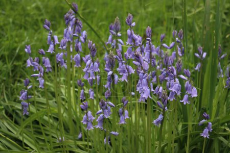 Many Bluebell flowers in the garden. Hyacinthoides non-scripta plants in bloom on a sunny day