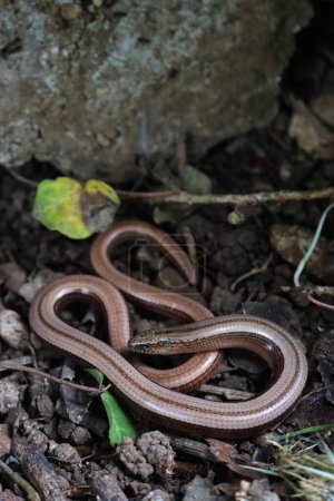 Young Twisted slowworm on ground Anguis fragilis