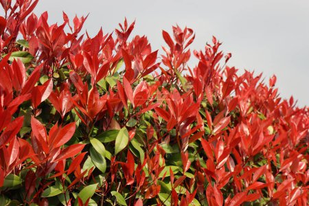 Gros plan de la haie Red Robin Photinia avec de nombreuses feuilles rouges au printemps. Photinia x fraseri dans le jardin 