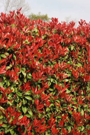 Nahaufnahme einer Rotkehlchen-Photinia-Hecke mit vielen roten Blättern im Frühling. Photinia x fraseri im Garten 
