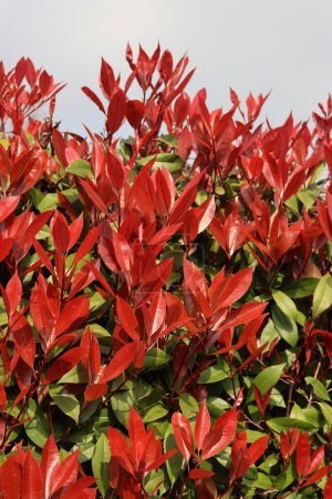 Nahaufnahme einer Rotkehlchen-Photinia-Hecke mit vielen roten Blättern im Frühling. Photinia x fraseri im Garten 