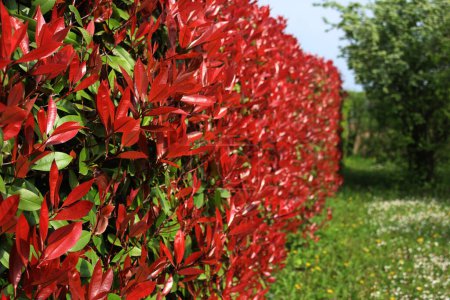 Rotkehlchen Photinia Hecke mit vielen roten Blättern im Frühling. Photinia x fraseri im Garten 