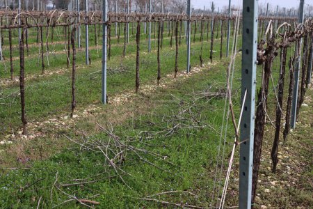 Pruined Pinot Vineyard a principios de primavera con muchas ramas cortadas en el suelo en el campo italiano