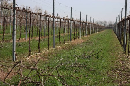 Pruined Pinot Vineyard a principios de primavera con muchas ramas cortadas en el suelo en el campo italiano