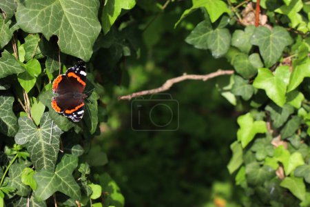 Mariposa Vanessa Atalanta sobre una hoja verde. Mariposa negra con manchas rojas y blancas en las alas. Mariposa almirante roja 