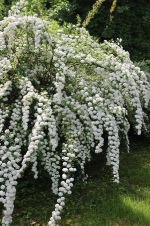  Großer Spiraea oder Spirea Vanhouttei-Strauch in voller Blüte mit vielen Zweigen und schönen weißen Blüten im Frühling