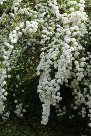 Téléchargez les photos : Big Spiraea ou Spirea Vanhouttei buisson en fleurs avec de nombreuses branches avec de belles fleurs blanches au printemps - en image libre de droit