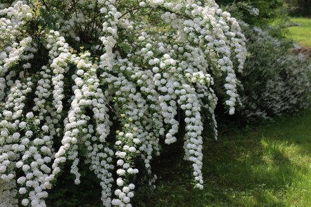  Espiraea grande o arbusto de Spirea Vanhouttei en flor con muchas ramas con hermosas flores blancas en primavera