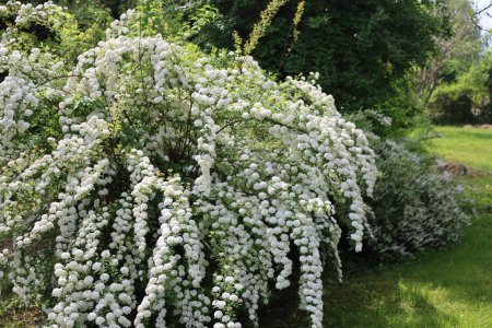  Großer Spiraea oder Spirea Vanhouttei-Strauch in voller Blüte mit vielen Zweigen und schönen weißen Blüten im Frühling