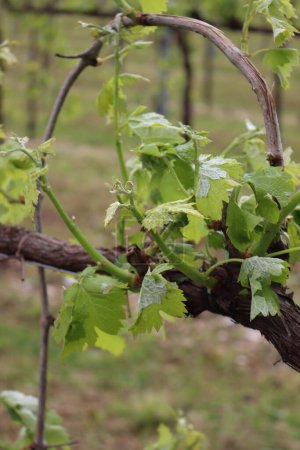 Primer plano del viñedo con uvas frescas jóvenes y hojas dañadas por granizo en primavera. Hailstorm en el viñedo en Italia
