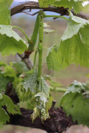 Primer plano del viñedo con uvas frescas jóvenes y hojas dañadas por granizo en primavera. Hailstorm en el viñedo en Italia