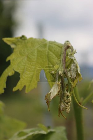 Nahaufnahme des Weinbergs mit jungen frischen Trauben und Blättern, die im Frühling durch Hagelkörner beschädigt wurden. Hagelschlag auf Weinberg in Italien