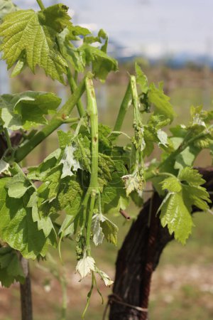 Nahaufnahme des Weinbergs mit jungen frischen Trauben und Blättern, die im Frühling durch Hagelkörner beschädigt wurden. Hagelschlag auf Weinberg in Italien