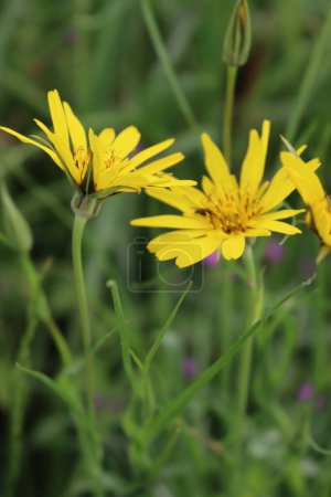 Tragopogon pratensis. Flor de salsifí del prado también conocida como barba de cabra del prado