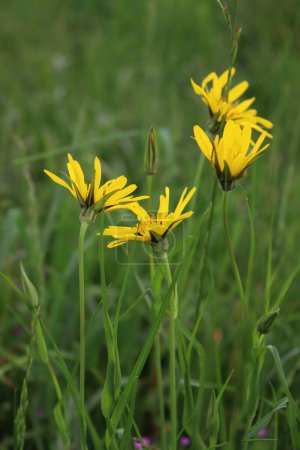 Tragopogon pratensis. Meadow Salsify flower also known as meadow goat's-beard