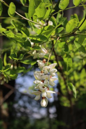 An einem sonnigen Tag blühen weiße Robinien an Zweigen. Robinienpseudoakazienbaum blüht im Frühling 