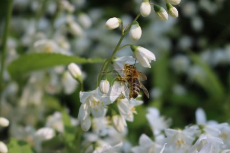 Close-up of Honey bee on a white Philadelphus ou flowers. Apis mellifera on  Philadelphus coronarius bush