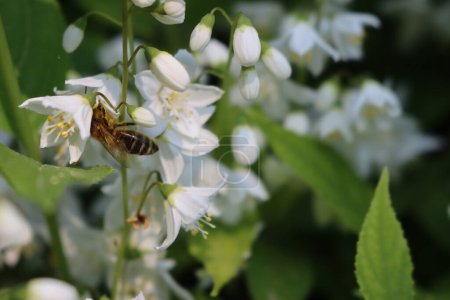 Close-up of Honey bee on a white Philadelphus ou flowers. Apis mellifera on  Philadelphus coronarius bush