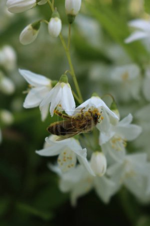 Primer plano de la abeja melífera en un Philadelphus blanco ou flores. Apis mellifera en Philadelphus coronarius bush