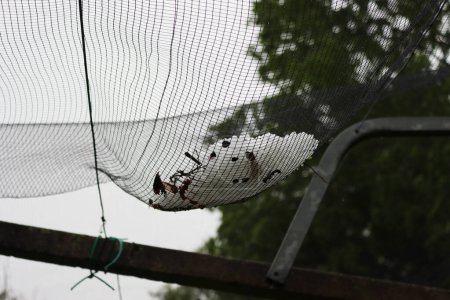 Hagelkörner am Schutznetz im Weinberg nach einem Sturm. Hagelsturm im Weinberg zum Frühlingsanfang